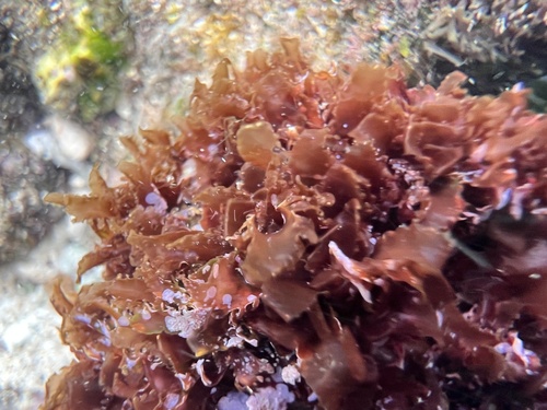 Amansia glomerata