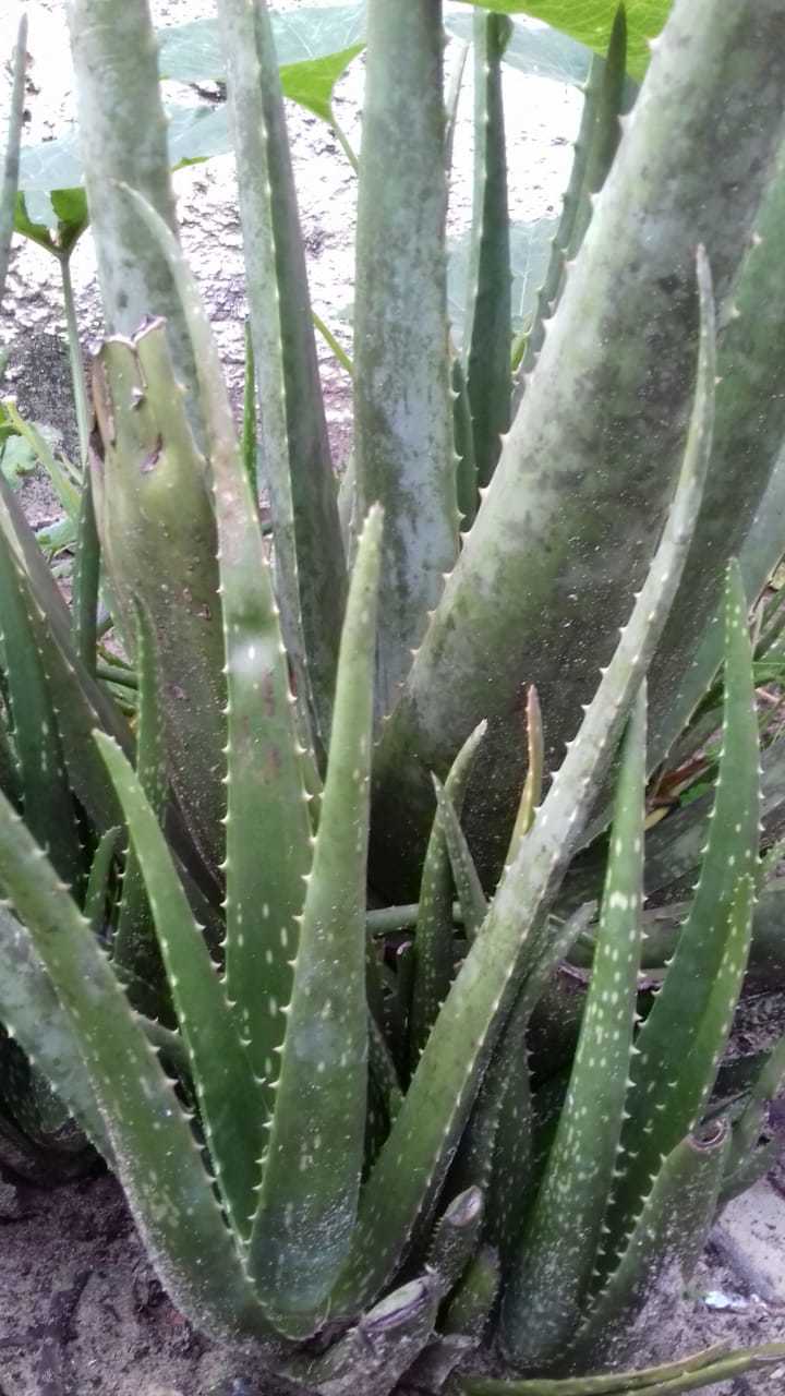Aloe vera