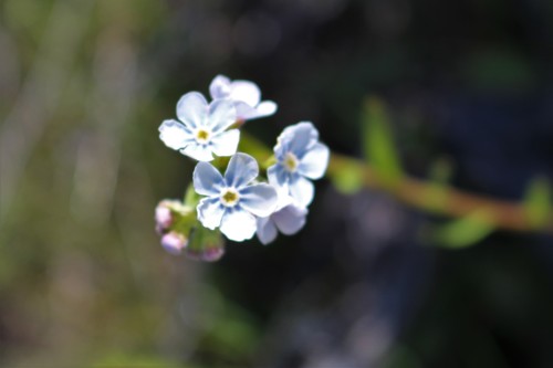 Hackelia patens var. patens
