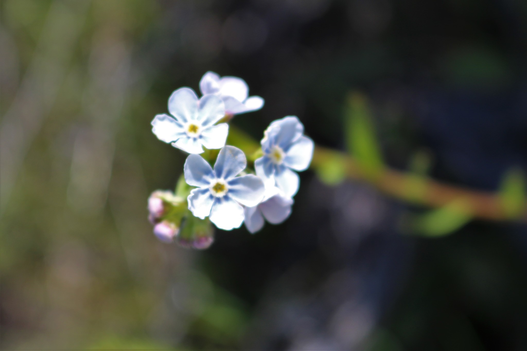 Hackelia patens var. patens