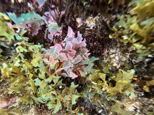 Martensia observed 2024-03-11