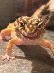 Eublepharis macularius