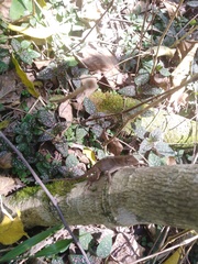 Anolis schiedii