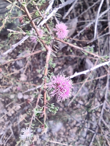 Image of Mimosa zygophylla by (c) Mauricio Calderón, some rights reserved (CC BY)