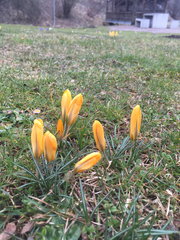 Crocus vernus