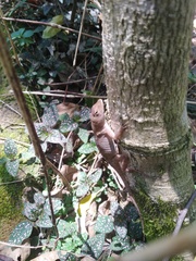 Anolis schiedii