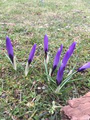 Crocus vernus