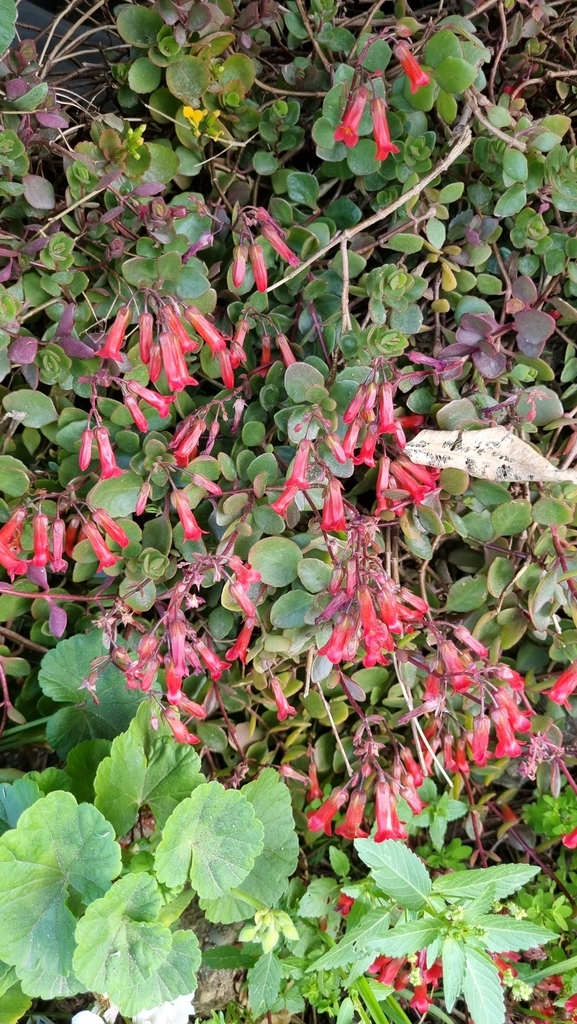 Kalanchoe manginii