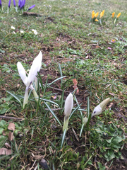 Crocus vernus