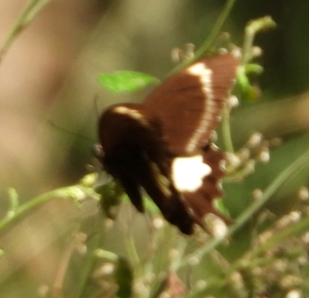 Capaneus Swallowtail from Mount Coot-Tha QLD 4066, Australia on March ...