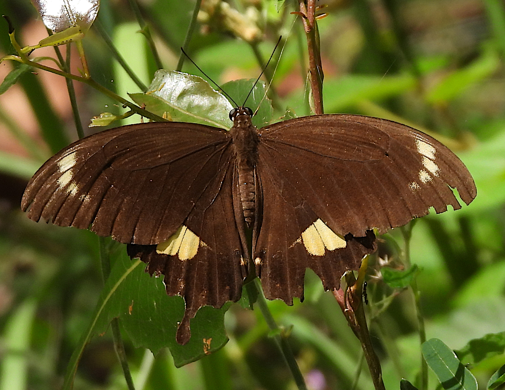 Capaneus Swallowtail from Mount Coot-Tha QLD 4066, Australia on March ...