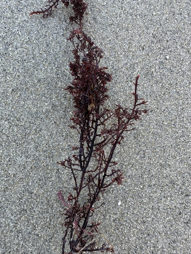 Gelidium robustum observed 2024-02-14