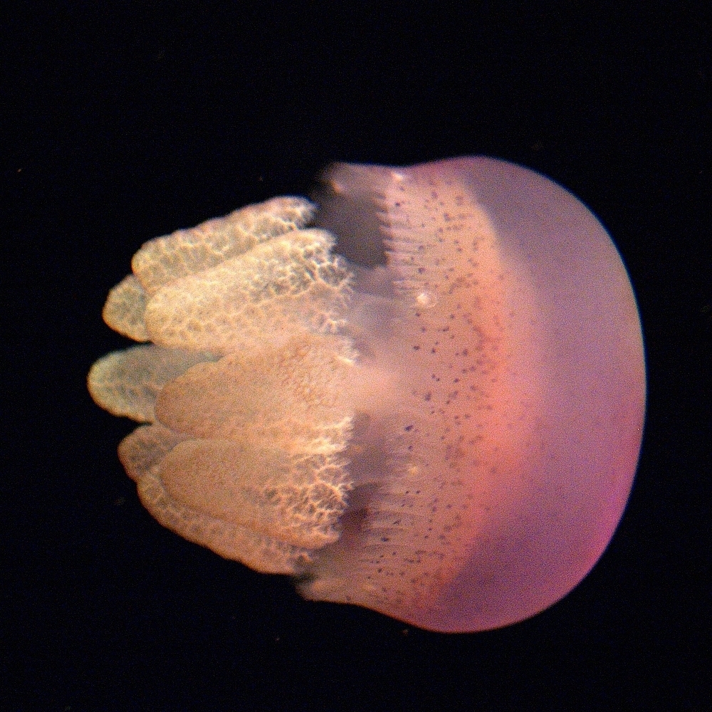 Marble Jelly