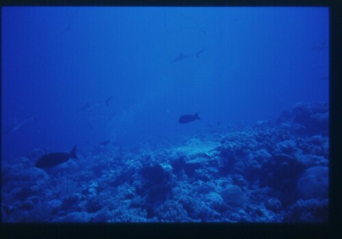 Grey reef shark