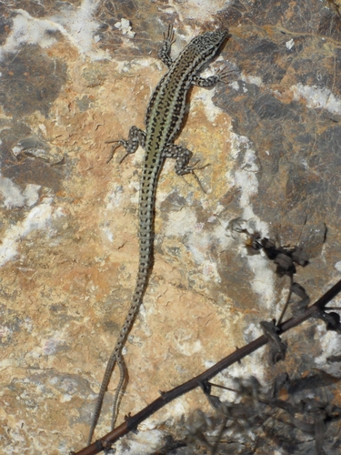 Andalusian wall lizard, photo 7 of 10
