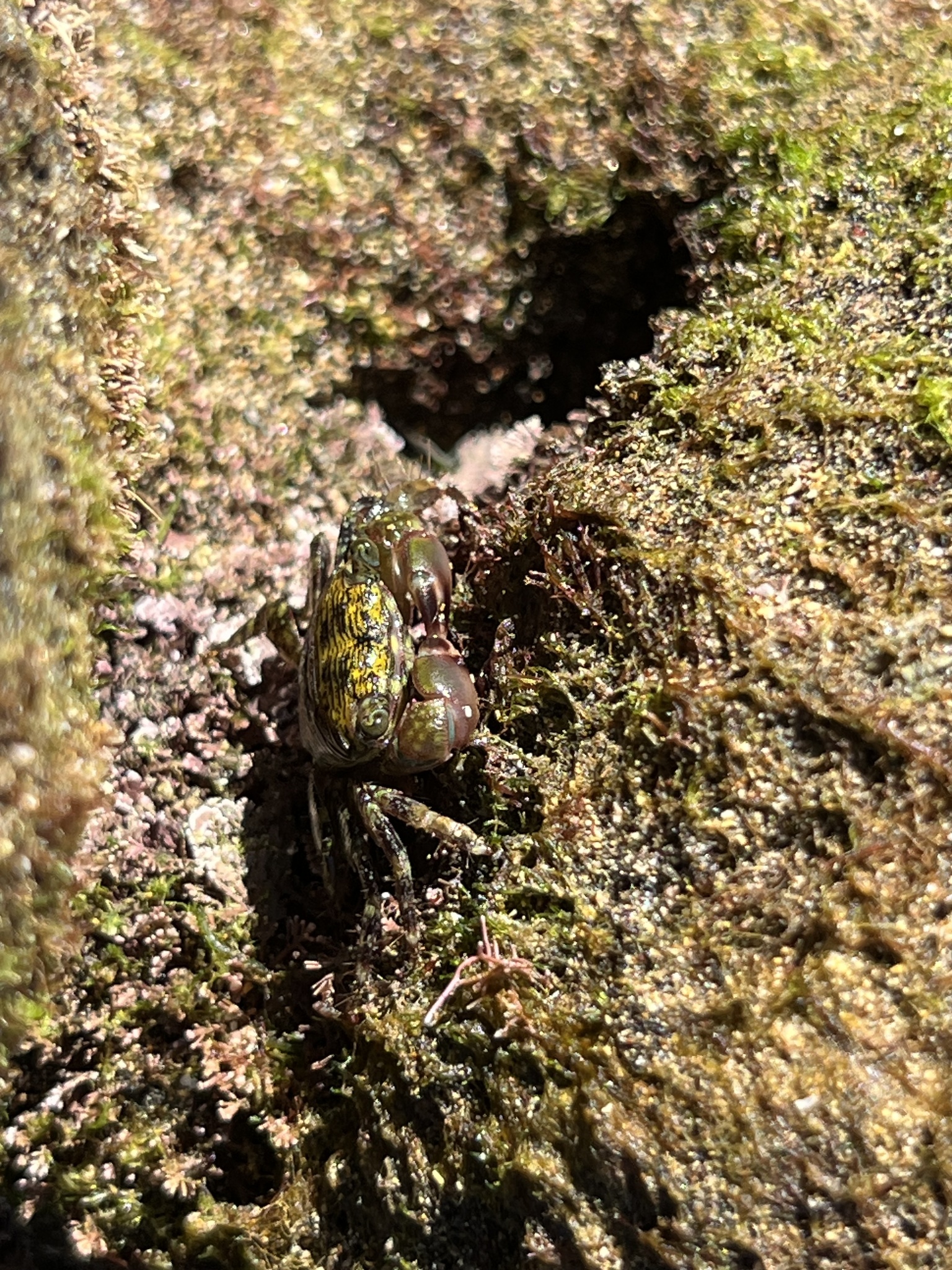 Cangrejo saltador