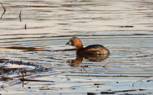 European Little Grebe