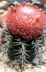 Melocactus