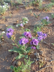 Phacelia popei