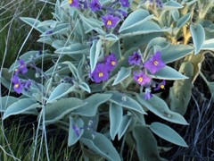 Solanum orbiculatum