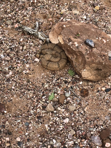 Rock Rattlesnake