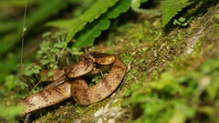 Pareas formosensis