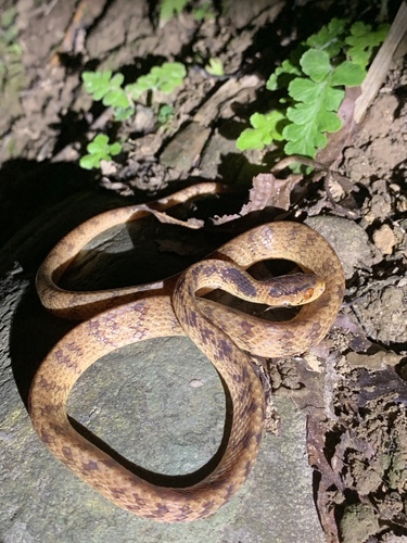 Photo of a Formosa Slug Snake (Pareas formosensis)