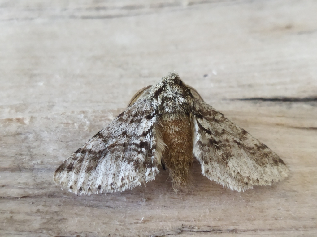 Brindled Beauty