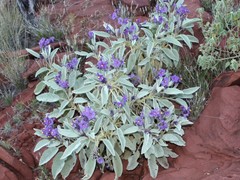 Solanum orbiculatum