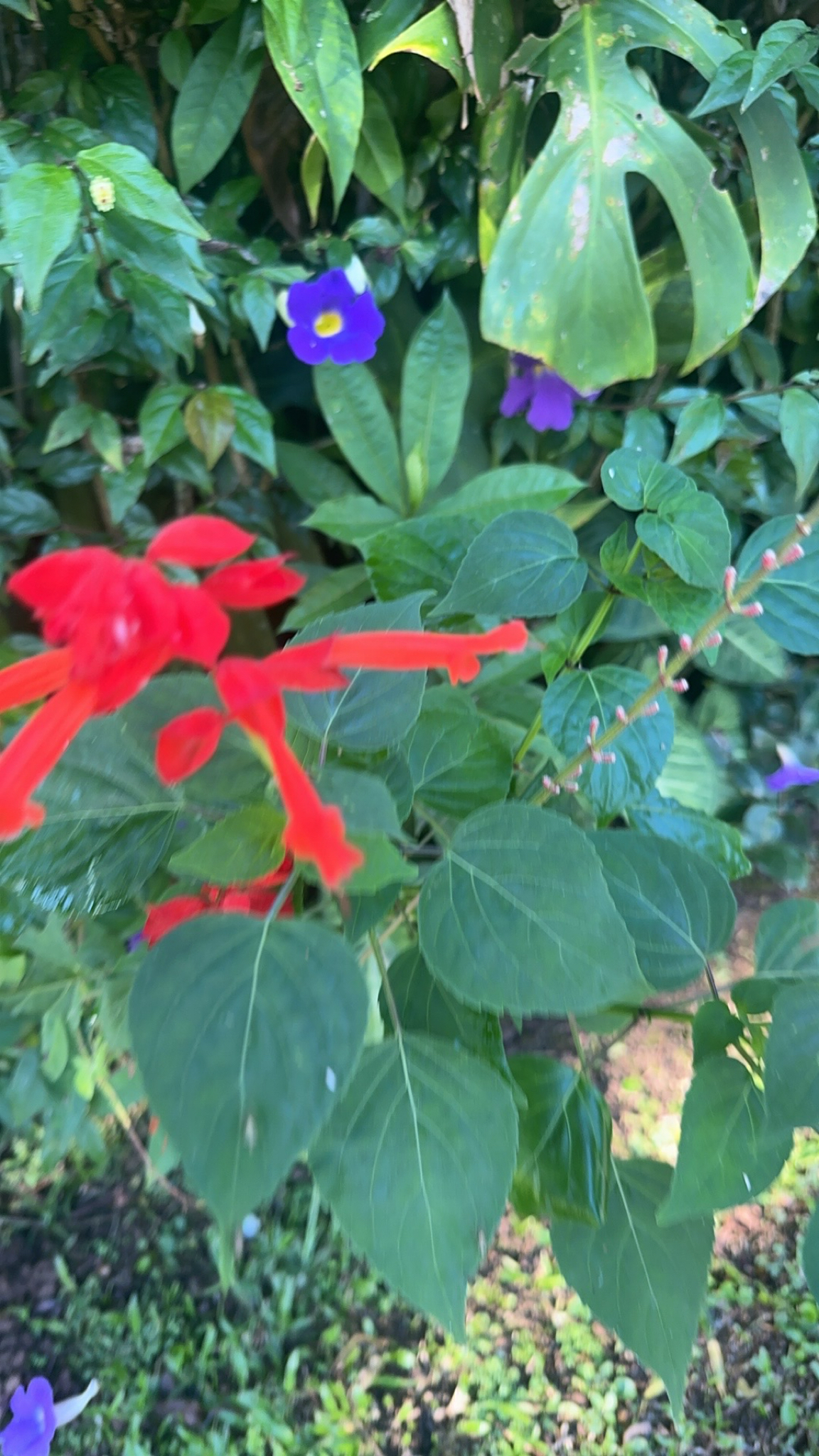 Imagem de Salvia vermelha