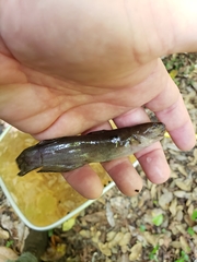 Noturus leptacanthus