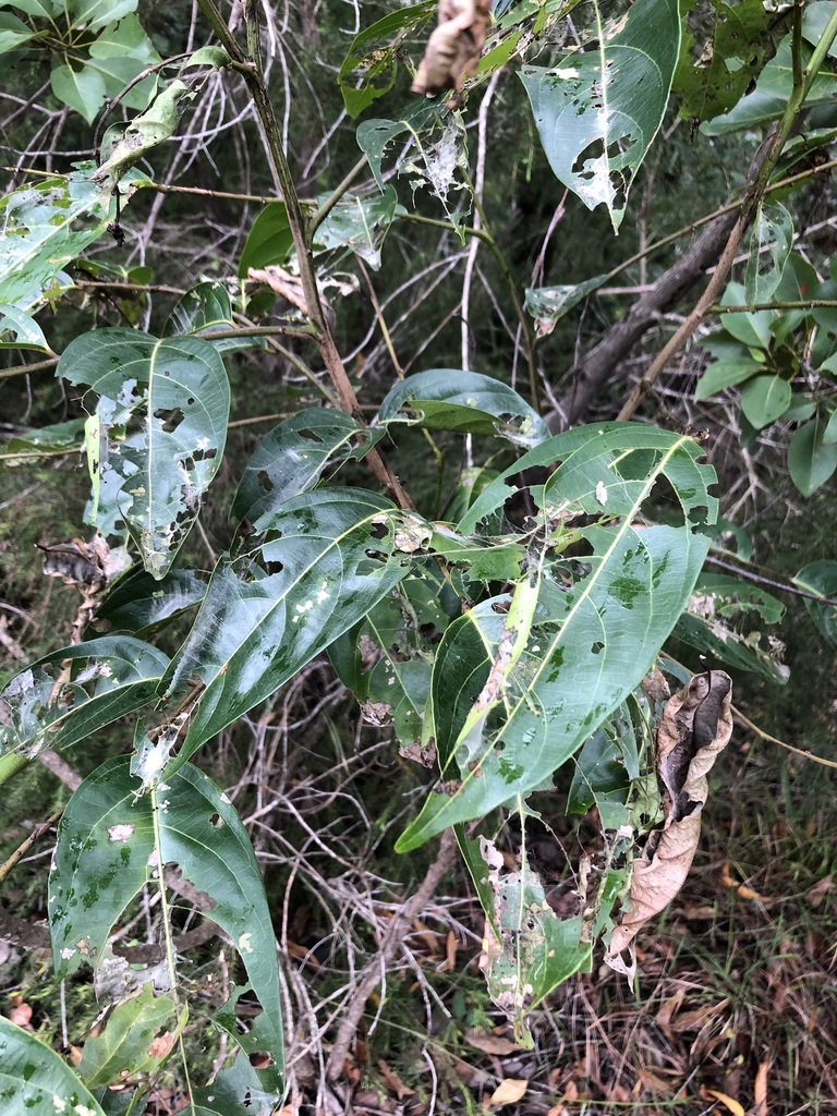 Umbrella Cheese Tree from Corbould Park QLD 4551, Australia on March 9