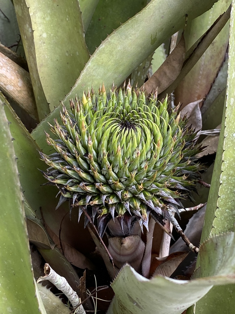 Karawata saxicola