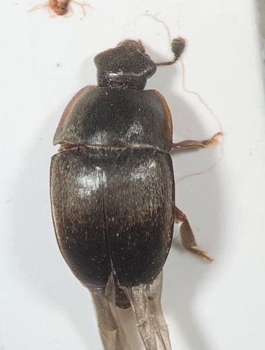 Meligethes atratus