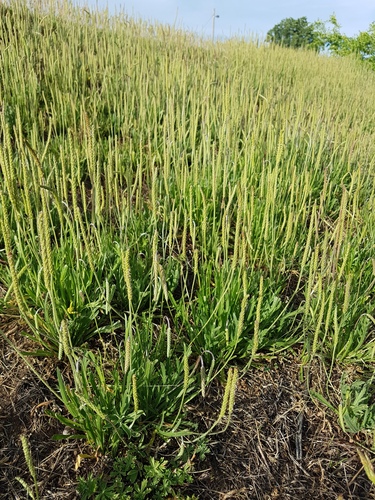 Plantago coronopus iNat (2)