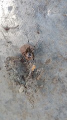 Tidarren sisyphoides