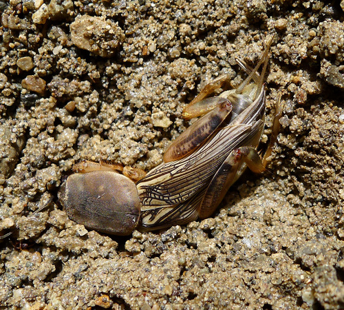 European Mole Cricket