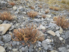Epilobium melanocaulon