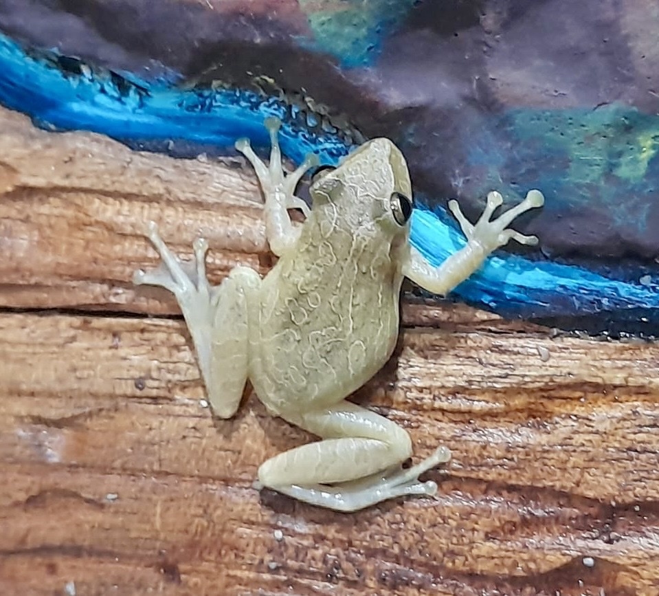 Fowler's Snouted Tree Frog from Parque Nacional Galápagos, Santa Cruz ...