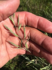 Festuca idahoensis