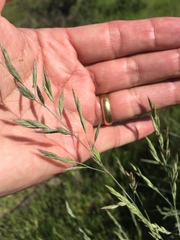 Festuca idahoensis