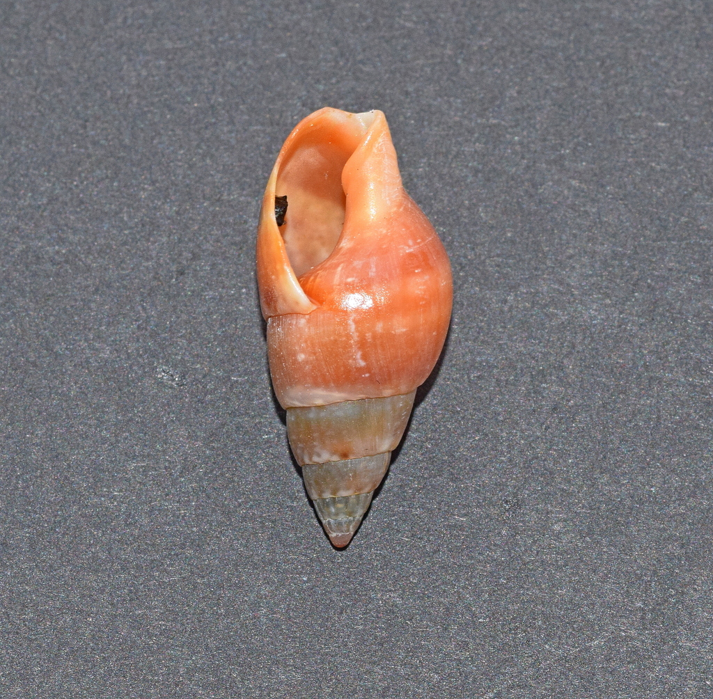 Tritia elongata