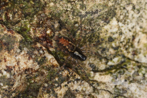 Toothed Weaver