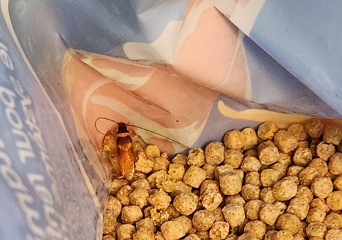 Brown-banded Cockroach photo 4