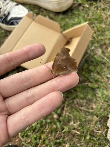Asian Comma