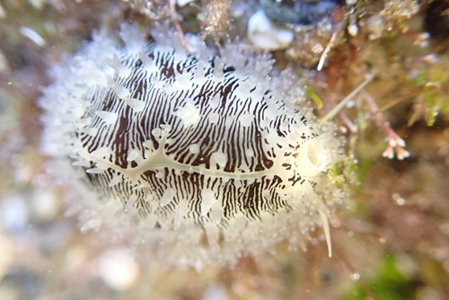 Money Cowry