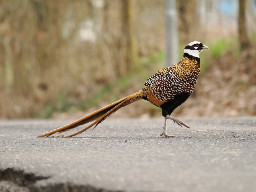 Reeves's Pheasant photo