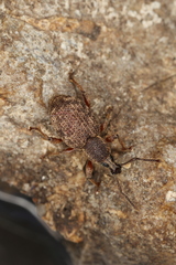 Otiorhynchus singularis