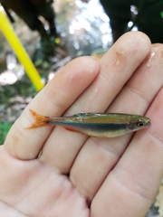 Pteronotropis hypselopterus