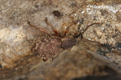 Otiorhynchus singularis